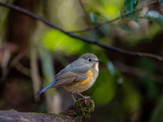 森の中で枝に留まっているルリビタキ