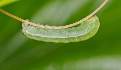 Spotted phosphila caterpillar (Phosphila miselioides) cutworm insect on a vine plant, nature...