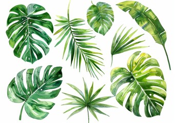  KSWatercolor tropical leaf set illustrations of various.