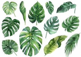  KSWatercolor tropical leaf set illustrations of various.