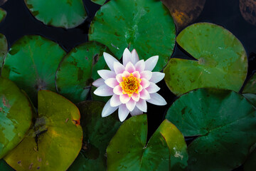 A perfectly symmetrical white and pink lotus flower as seen from above, surrounded by dark green...