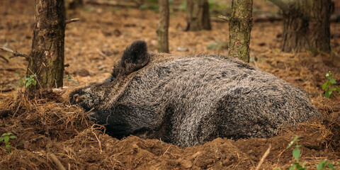 Belarus. Wild Boar Or Sus Scrofa, Also Known As The Wild Swine, Eurasian Wild Pig Resting Sleeping In Autumn Forest. Wild Boar Is A Suid Native To Much Of Eurasia, North Africa, And Greater Sunda