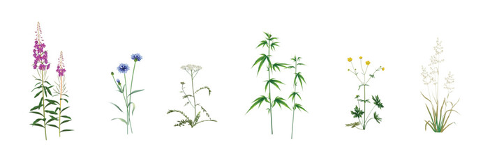 Realistic drawings set of wild field, meadow, steppe (some medicinal) annuals and perennials, garden weeds - fireweed, cornflower, yarrow, cannabis, ranunculus, wild oat isolated on a white background - obrazy, fototapety, plakaty