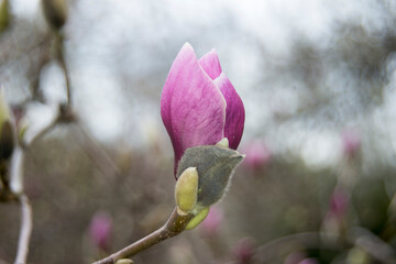 buds of magnolia