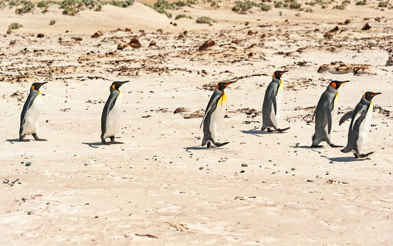 View of  king penguins on white sand beach at the Volunteer Point Nature Reserve , home to a variety of birdlife.