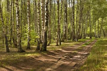 Stof per meter Birch grove on a sunny summer day © Валентина Кваскова