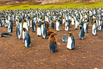 The Falklands are one of the best places in the world to view penguins in their natural environment