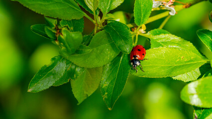 Marienkäfer Makrofotografie