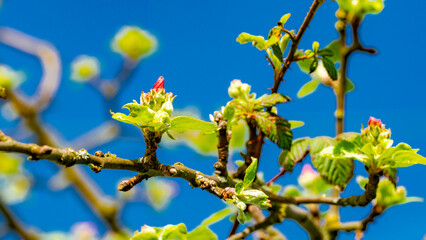 Apfelblüten im Frühjahr - Makrofotografie
