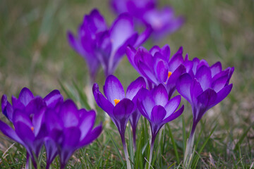 Purple crocuses in bloom close-up in a green spring meadow