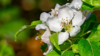 Apfelblüten im Frühjahr - Makrofotografie