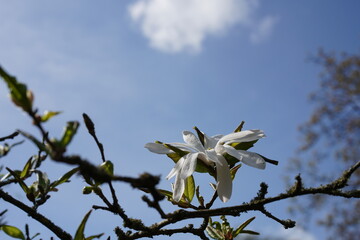 Die weiße Blüte einer Magnolia stellata im Sonnenlicht