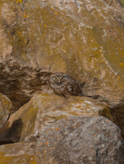 The little owl Athene noctua is the most common of the Italian nocturnal birds of prey