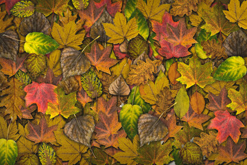 Yellow autumn background with fallen leaves close-up.