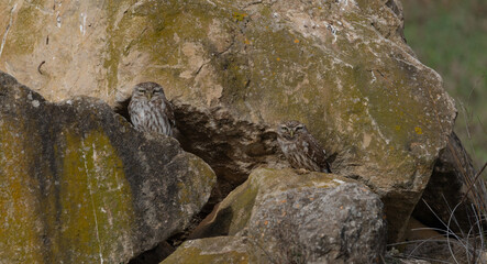 The little owl Athene noctua is the most common of the Italian nocturnal birds of prey