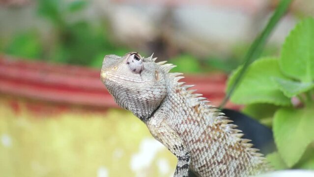 Oriental Garden Lizard / Eastern Garden Lizard / Changeable Lizard / Indian 