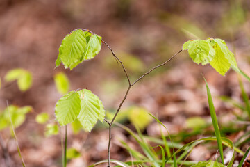 The sapling of Fagus sylvatica, the European beech or common beech on a forest floor with a moss