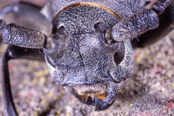 Close-up of Morimus funereus, a species of beetle in family Cerambycidae