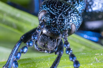 The close-up view of the oil beetle (Meloe violaceus)