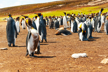 The Falklands are one of the best places in the world to view penguins in their natural environment