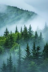 The dense fog blankets the Pacific Northwest forest, creating a mystical atmosphere in Washington State.