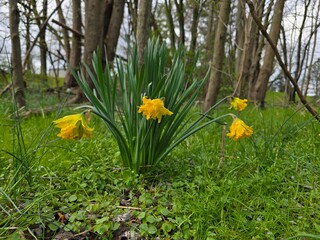 Enchanted Forest Glow: Golden Daffodil (Narcissus pseudonarcissus) Amidst Wilderness