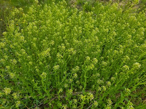 Botanical Beauty: Garlic Pennycress (Thlaspi alliaceum) in Full Bloom