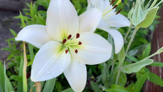 White Easter Lily flowers in garden. Lilies blooming. Blossom white Lilium Candidum in a summer. Garden Lillies with white petals. Large flowers in sunny day. Floral background.
