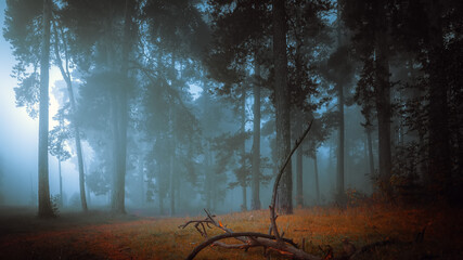 Beautiful mystical forest in blue fog in autumn. Cold foggy morning in horror forest - 778290252