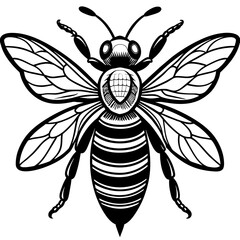           Asian giant hornet bee vector illustration.

