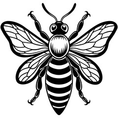           Asian giant hornet bee vector illustration.
