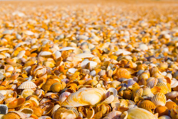 closeup sea beach covered by empty marine shells