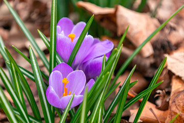 Purple crocus blossoms with bright orange pistils and stamens with green leaves and brown leaf...