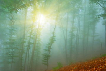 misty forest on mount slope in light of sparkle sun
