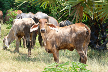 herd of cows grazing in the pasture. cow farm.