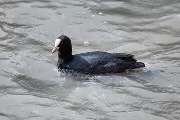 A Eurasian Coot (Fulica atra) swimming on a lake.