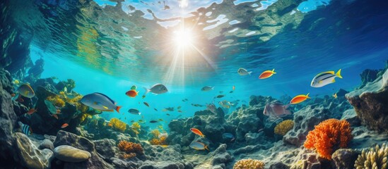 Fototapeta na wymiar underwater photography. beautiful underwater landscape with various kinds of fish swimming looking for food