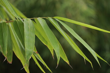 Thai Bamboo Harmony Diverse Varieties of Bamboo Glass Picture with Fresh Green Fruit under a Clear Sky"