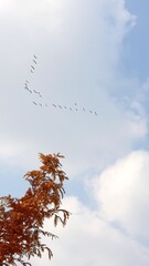 autumn trees and birds 
