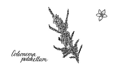 Collection of vintage confetti bush painted in a linear style is a hand drawn botanical black and white illustration. The medicinal plant is used in alternative medicine and homeopathy.