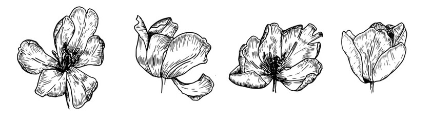 Collection of vintage tulips painted in a linear style is a hand drawn botanical black and white illustration for the design of wedding invitations, greeting cards and festive packaging.