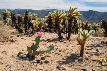 Joshua Three National Park