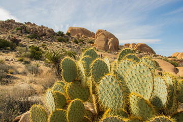 Joshua Three National Park