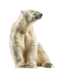Polar bear with an attentive gaze isolated - obrazy, fototapety, plakaty