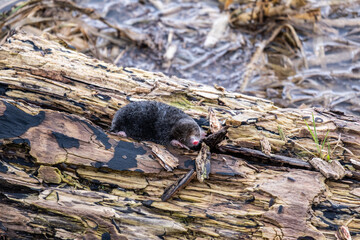 Mole on a piece of wood in a river