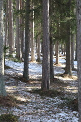 Obraz premium Pine forest in Scandinavia on a sunny winter day. Snow and pine trees.
