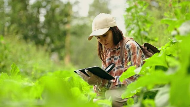 Female biologist is using a magnifying glass to look at plants with pest leaves. to collect data for analysis. Organic farming concept. Close up