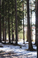Pine forest in Scandinavia on a sunny winter day. Snow and pine trees.