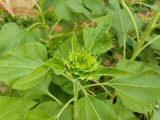 Sunflower bud in the field