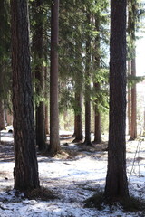 Pine forest in Scandinavia on a sunny winter day. Snow and pine trees.